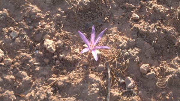 un fiore nel deserto