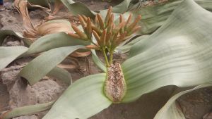 la welwitschia mirabilis