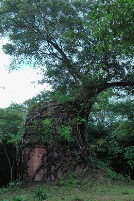 Un tempio ricoperto da un albero